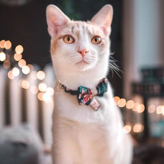 Kabuki Charm Bow Tie Cat Collar (Navy)