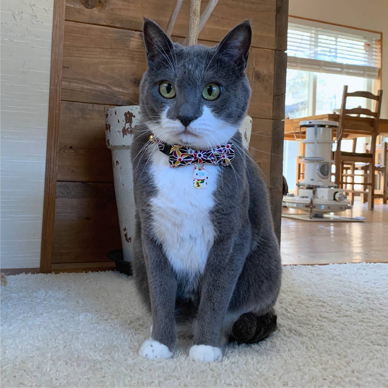 Lucky Cat Charm Bow Tie Cat Collar (Black)