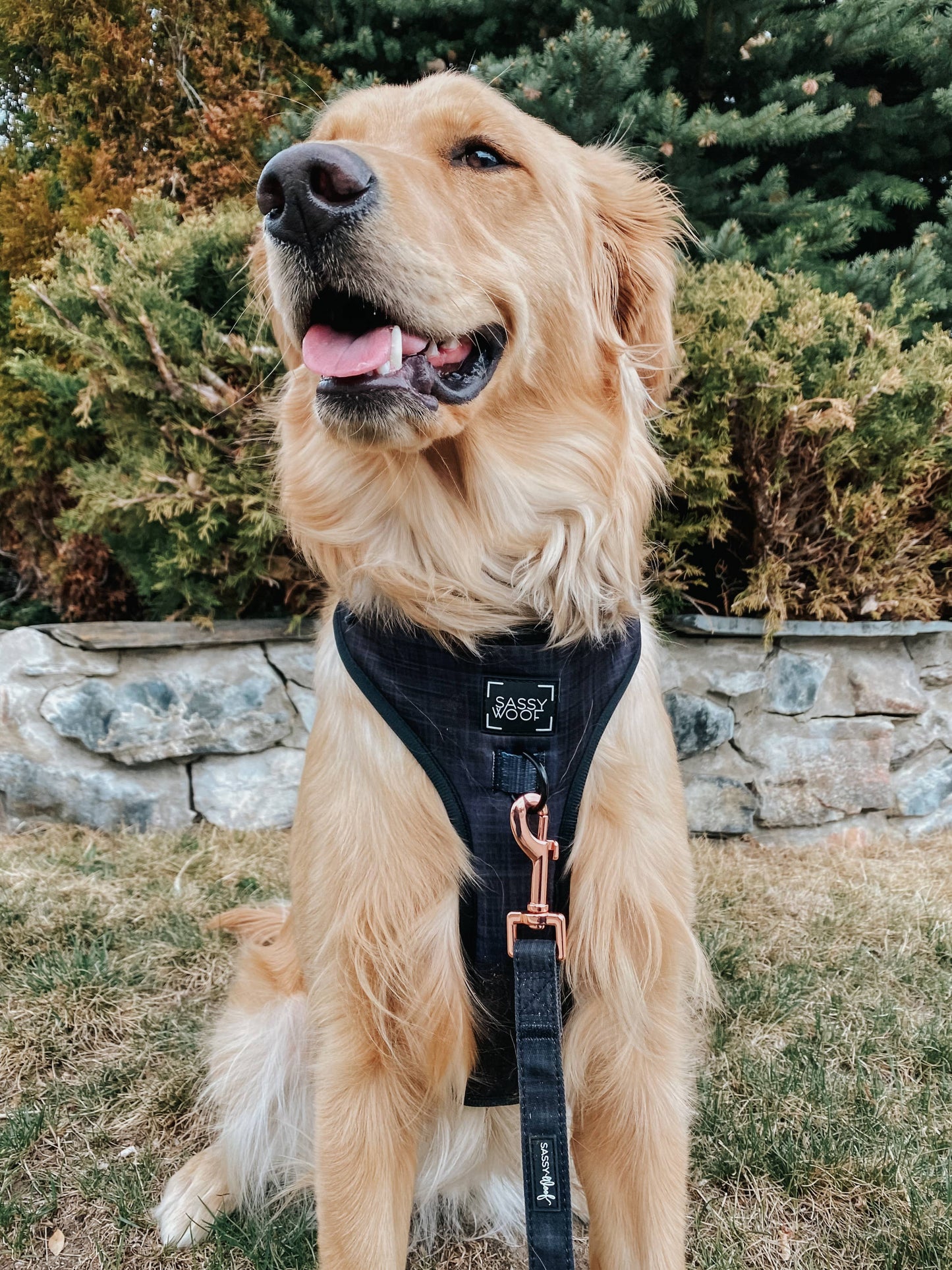 Adjustable Harness
