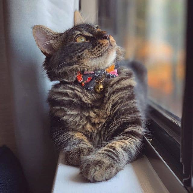 Kimono Bow Tie Cat Collar (Black)