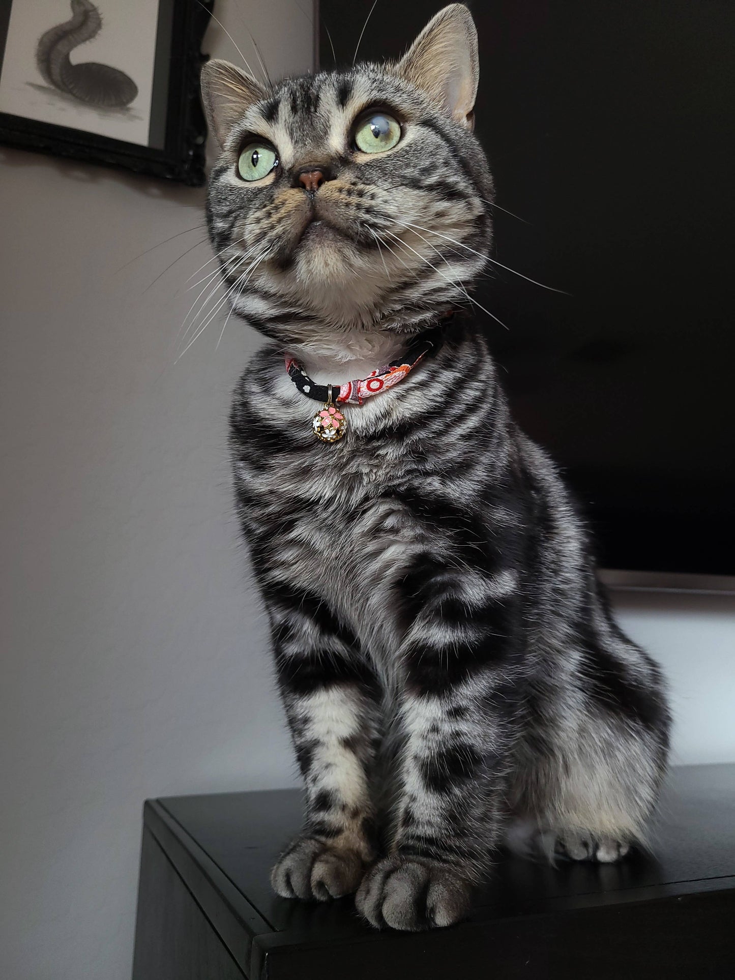 Chirimen Sakura Cat Collar (Black)