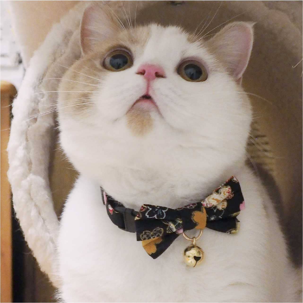Kimono Bow Tie Cat Collar (Black)