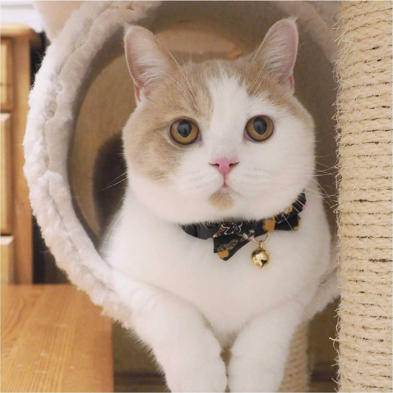 Kimono Bow Tie Cat Collar (Black)