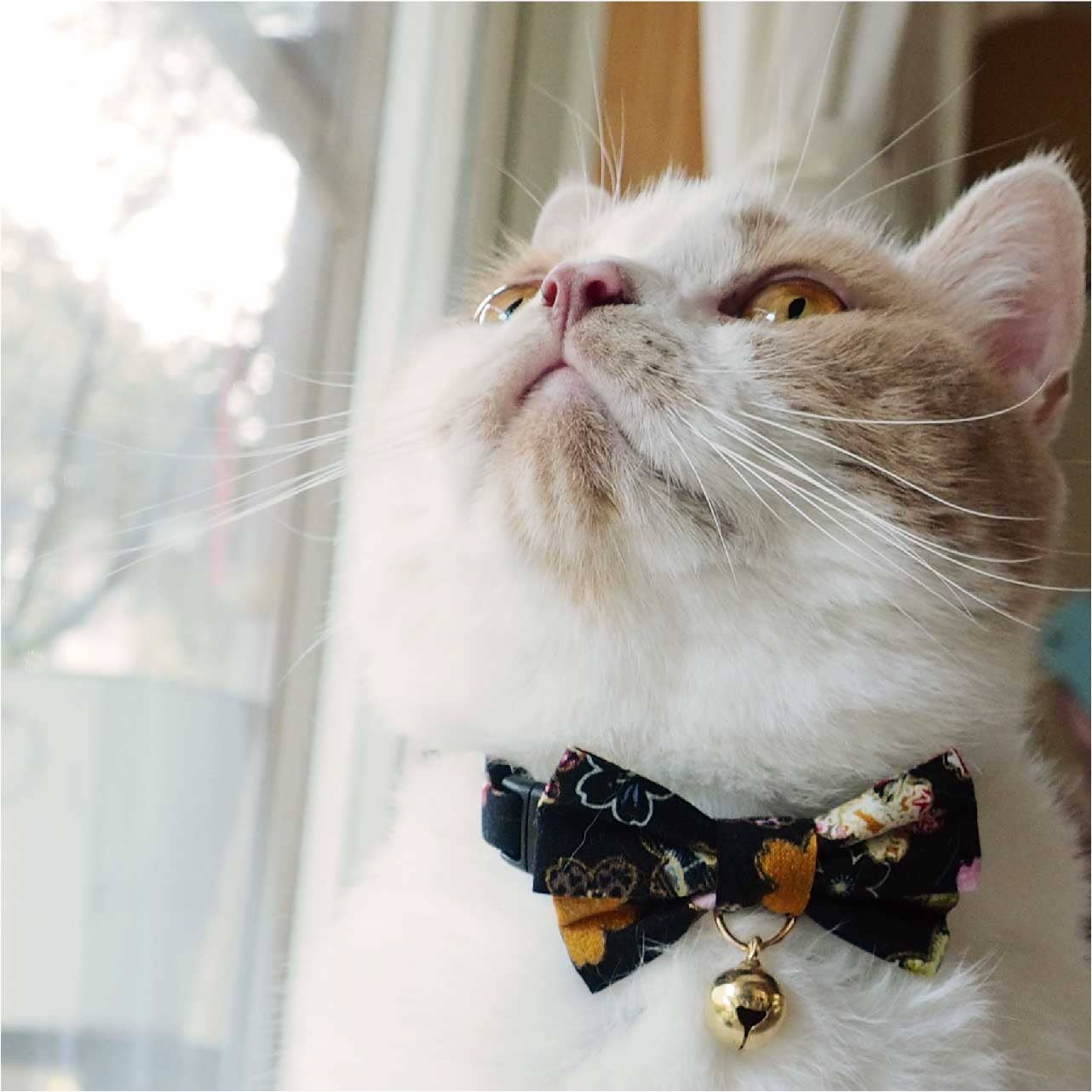 Kimono Bow Tie Cat Collar (Black)
