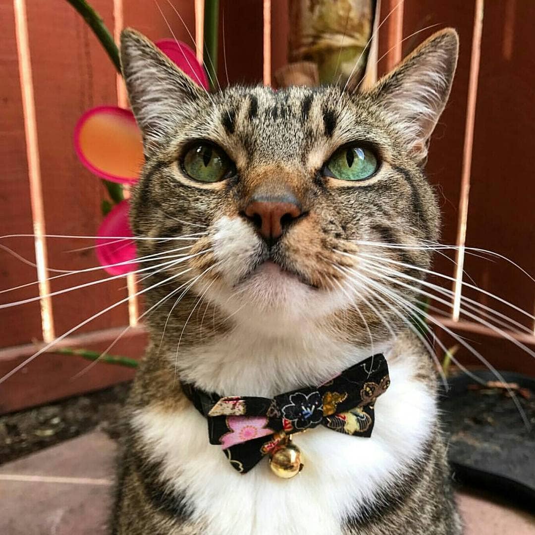 Kimono Bow Tie Cat Collar (Black)