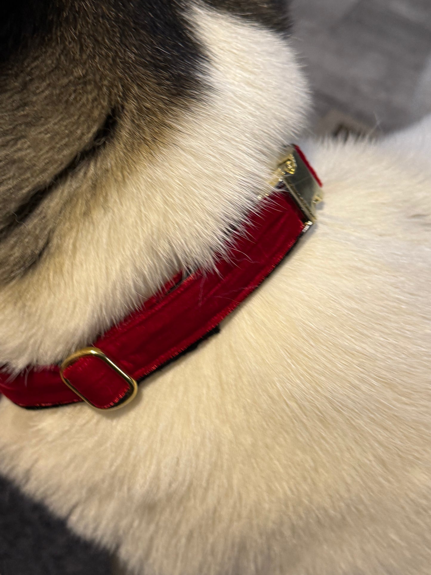 ASAKAS Luxury Handmade Velvet Dog Collar